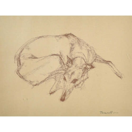 146 - Jonathan Trowell (1938-2013) British. Study of a Greyhound, Crayon, Signed in pencil, 9