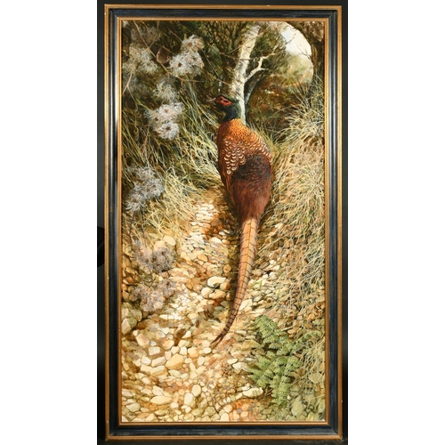 161 - Ken Turner (1926-    ) British. Study of a Cock Pheasant, Oil on board, Signed, 48