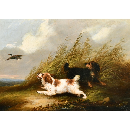 166 - George Armfield (1808-1893) British. Terriers Chasing a Rabbit, Oil on Canvas, Unframed, 10