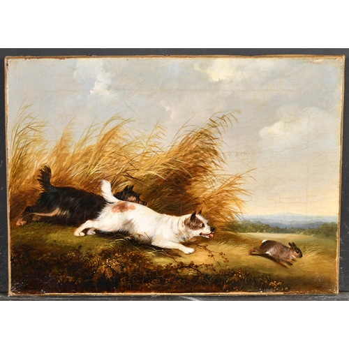 166 - George Armfield (1808-1893) British. Terriers Chasing a Rabbit, Oil on Canvas, Unframed, 10