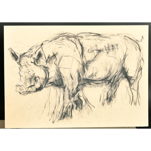 329 - Claire Norrington (1969-    ) British. Study of a Pig, Charcoal, Unframed 19.5