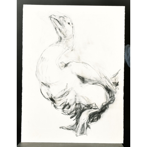 329 - Claire Norrington (1969-    ) British. Study of a Pig, Charcoal, Unframed 19.5