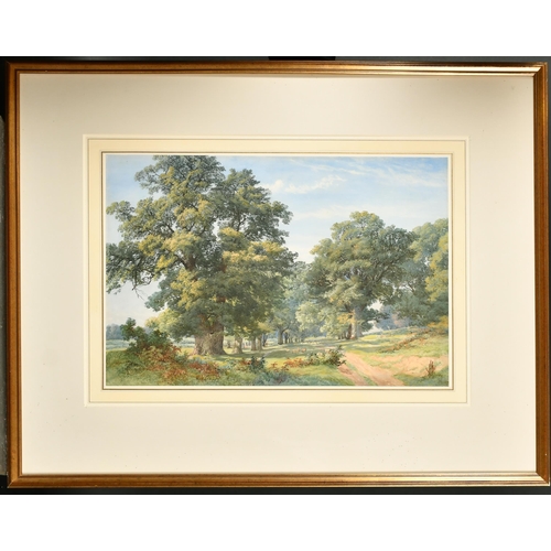 71 - 19th Century English School. A Tree Lined Avenue with Sheep in the distance, Watercolour, 14.5