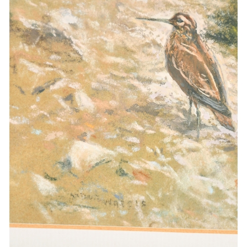 142 - Arthur Wardle (1864-1949) British. A Snipe on a Riverbank, Chalk, Signed, 8.25