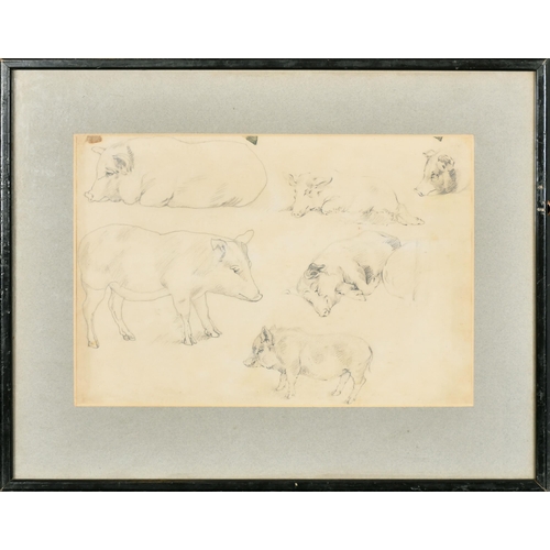 143 - 19th Century English School. A Study of Pigs, Pencil, Inscribed on a label verso, 10.5