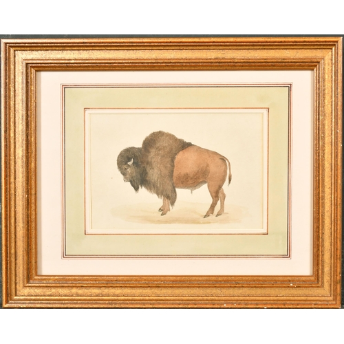 147 - 19th Century English School. 'The Bison' (Bos Americanus), Watercolour, Inscribed on a label verso, ... 