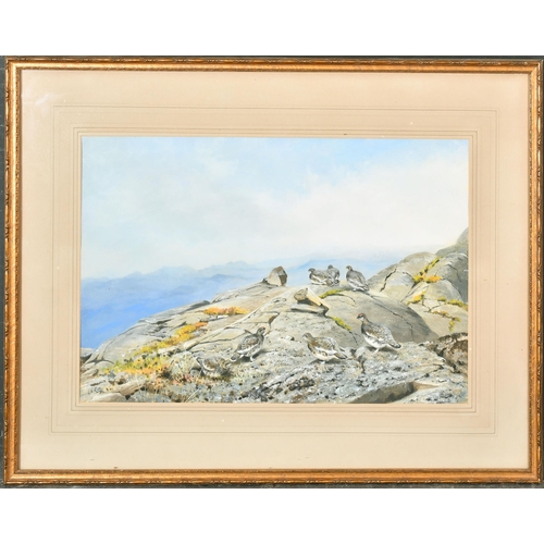 149 - George Edward Lodge (1860-1954) British. Ptarmigan on a Rocky Hilltop, Watercolour, Signed, 11