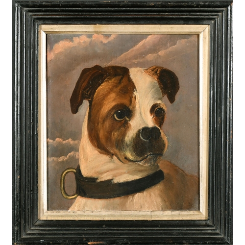 152 - Early 19th Century English School. Head Study of a Dog, Oil on panel, 11