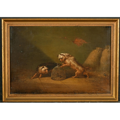 154 - James Burras (19th Century) British. Terriers Ratting in a Barn, Oil on canvas, Signed and dated 188... 