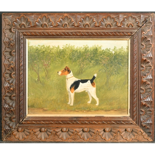 156 - A. Stevenson (19th-20th Century) British. A Fox Terrier, Oil on board, Signed and dated 1909, 9