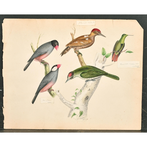 74 - 19th Century English School. Study of Birds, Watercolour (cut outs), Signed with initials GMB, inscr... 