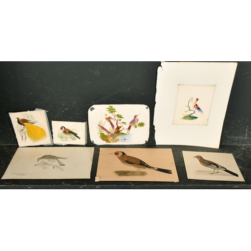 74 - 19th Century English School. Study of Birds, Watercolour (cut outs), Signed with initials GMB, inscr... 