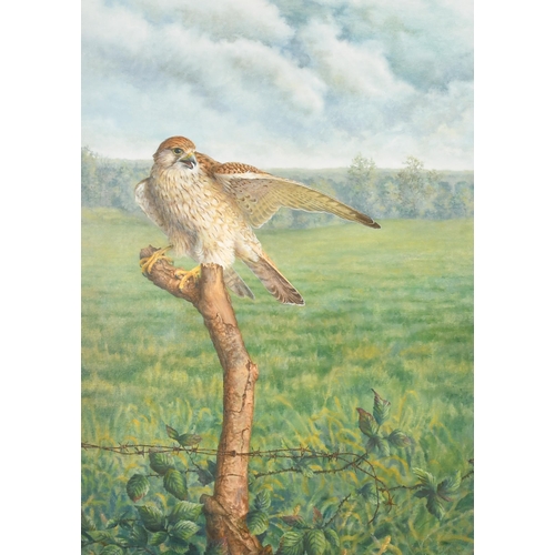 110 - 20th Century English School. Study of a Hawk on a Tree Stump, Oil on artist's board, 26