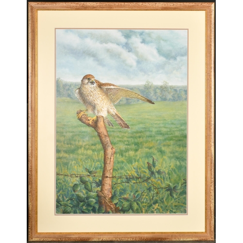 110 - 20th Century English School. Study of a Hawk on a Tree Stump, Oil on artist's board, 26