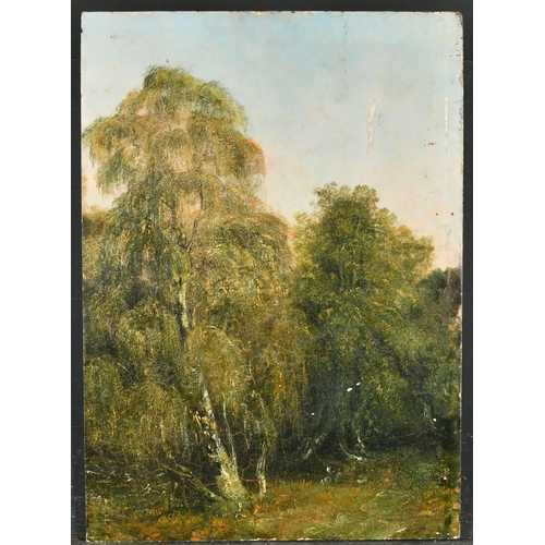 158 - 19th Century European School. A Wooded Glade, Oil on panel, Unframed 20.75