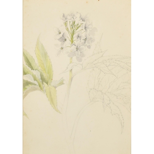 44 - 19th Century English School. A Study of Butterflies, Watercolour, Signed with initials MG and dated ... 