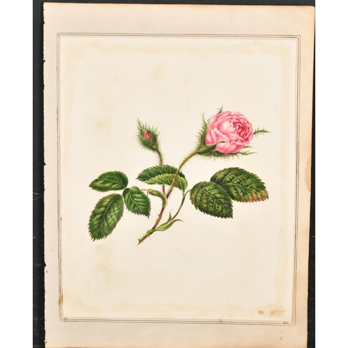 46 - G S (Early 19th Century) British. Study of a Rose, Watercolour, Initialled on mount, Unframed 9