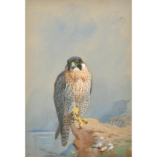 163 - Archibald Thorburn (1860-1935) British. Peregrine Falcon, Watercolour, Signed and dated 1931, 10.5