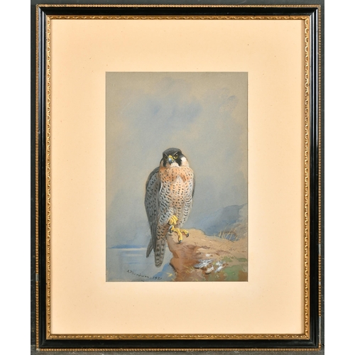 163 - Archibald Thorburn (1860-1935) British. Peregrine Falcon, Watercolour, Signed and dated 1931, 10.5