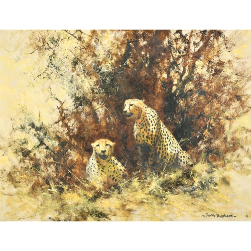 168 - David Shepherd (1931-2017) British. Cheetahs under a Thorn Bush, Oil on canvas, Signed and dated '63... 