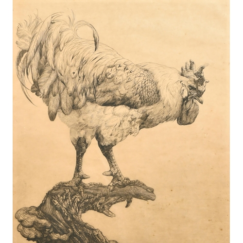 239 - Edward Julius Detmold (1883-1957) British. 'Cockerel', Etching, Signed in pencil, 18.25