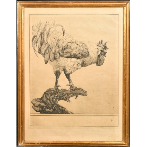 239 - Edward Julius Detmold (1883-1957) British. 'Cockerel', Etching, Signed in pencil, 18.25