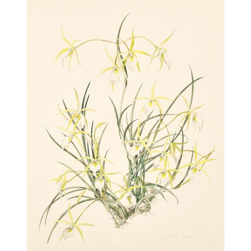 306 - Margaret Mee (1909-1988) British. Study of Orchids, Watercolour, Signed in pencil, Mounted, unframed... 