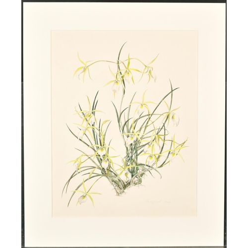 306 - Margaret Mee (1909-1988) British. Study of Orchids, Watercolour, Signed in pencil, Mounted, unframed... 