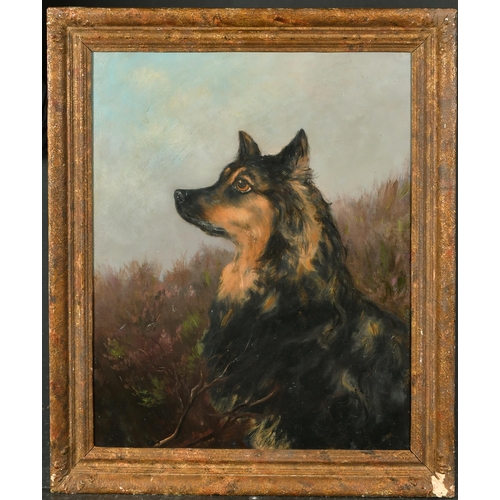 122 - William Grant Stevenson (1849-1919) British. Head of a Dog, Oil on canvas, Inscribed on a stretcher ... 