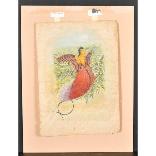 72 - 19th Century English School. A Bird of Paradise, Watercolour, Unframed 9