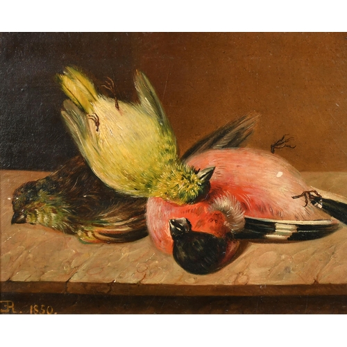 95 - E R (19th Century) British. Still Life of Song Birds, Oil on canvas laid down, Signed with initials ... 