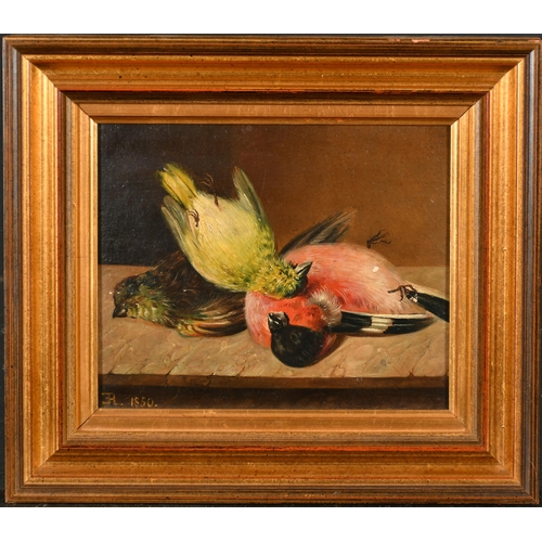 95 - E R (19th Century) British. Still Life of Song Birds, Oil on canvas laid down, Signed with initials ... 