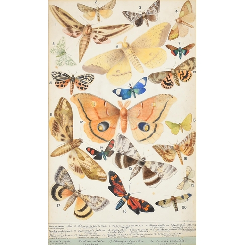 40 - A J Simpson (19th Century) British. Butterflies and Moths, Watercolour, Signed and extensively inscr... 