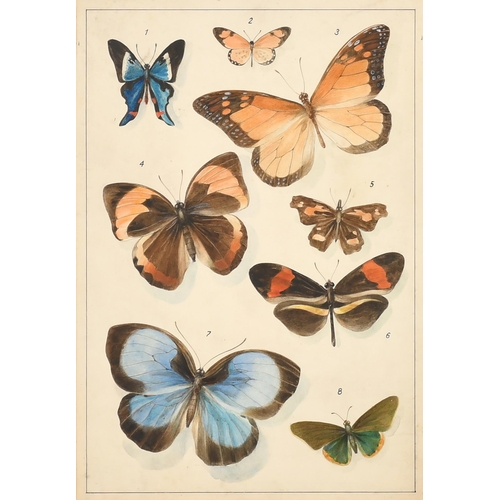 40 - A J Simpson (19th Century) British. Butterflies and Moths, Watercolour, Signed and extensively inscr... 