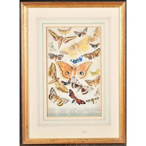 40 - A J Simpson (19th Century) British. Butterflies and Moths, Watercolour, Signed and extensively inscr... 