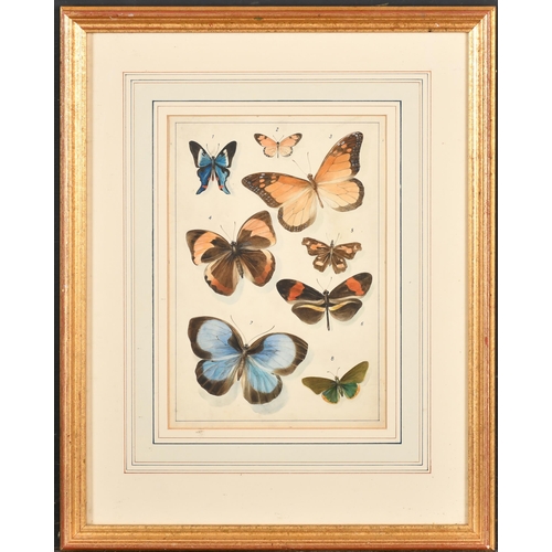 40 - A J Simpson (19th Century) British. Butterflies and Moths, Watercolour, Signed and extensively inscr... 