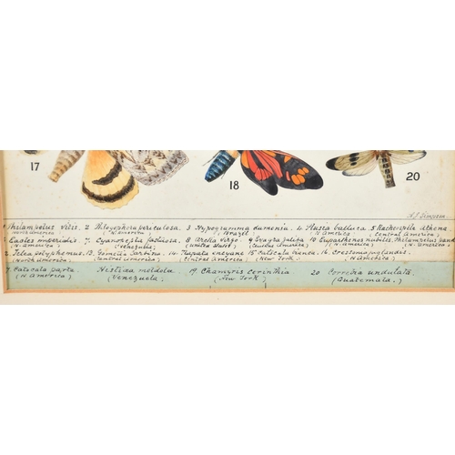 40 - A J Simpson (19th Century) British. Butterflies and Moths, Watercolour, Signed and extensively inscr... 