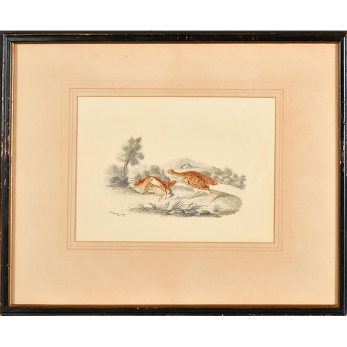 101 - B. Fenning (19th-20th Century) British. Study of English Partridge, Watercolour and pencil, Signed a... 