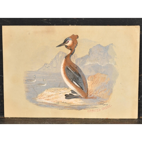 50 - Early 20th Century English School. 'Crested Grebe', hand-coloured print, Unframed, 3.75