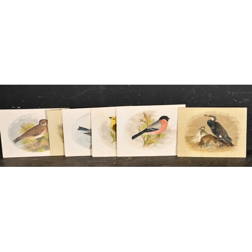 50 - Early 20th Century English School. 'Crested Grebe', hand-coloured print, Unframed, 3.75