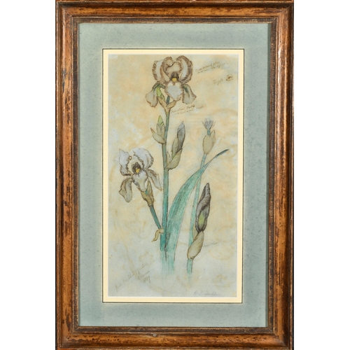 67 - William Ford Hulton (1852-1921) British. 'Iris' from The Eden's Garden, Venice, Watercolour, Signed ... 