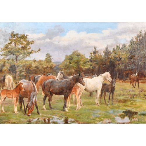 132 - Francis Mabel Hollams (1877-1963) British. Horses in a Field, Oil on canvas laid down, Signed, 14