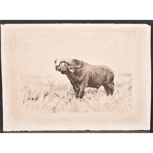 156 - Early 20th Century German School. A Buffalo, Etching, Indistinct stamp, Unframed 10