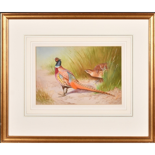 136 - After Archibald Thorburn (1860-1935) British. A Cock and Hen Pheasant, Watercolour, Bears a signatur... 