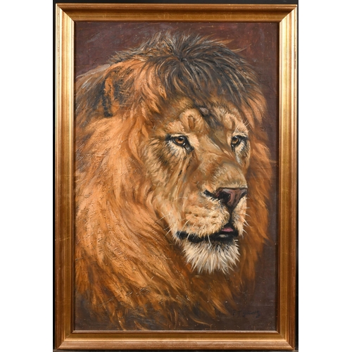 143 - Frederick Thomas Daws (1878-1956) British. Head of a Lion, Oil on canvas, Signed, 30