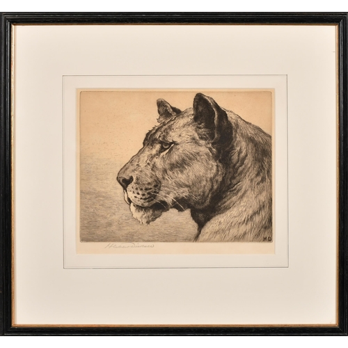 178 - Herbert Dicksee (1862-1942) British. Head of a Lioness, Etching, Signed in pencil, 7.25