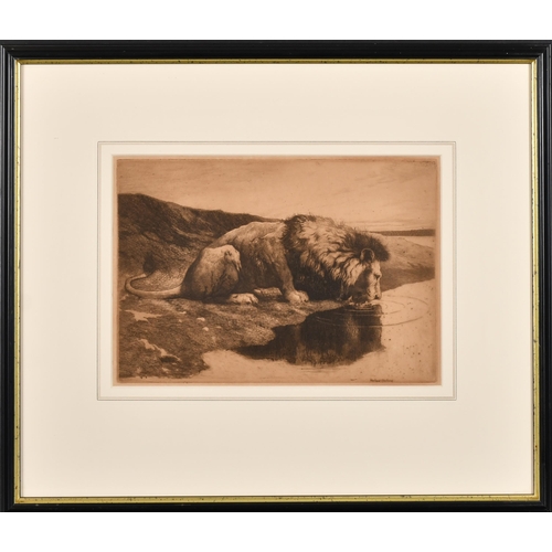 178 - Herbert Dicksee (1862-1942) British. Head of a Lioness, Etching, Signed in pencil, 7.25