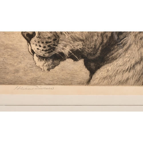 178 - Herbert Dicksee (1862-1942) British. Head of a Lioness, Etching, Signed in pencil, 7.25