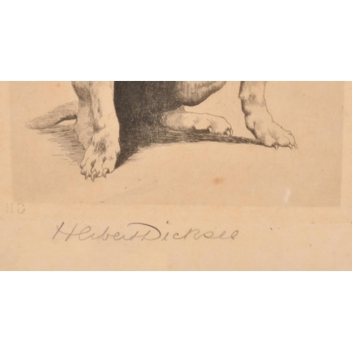 179 - Herbert Dicksee (1862-1942) British. A Seated Dog, Etching, Signed in pencil, 7.5