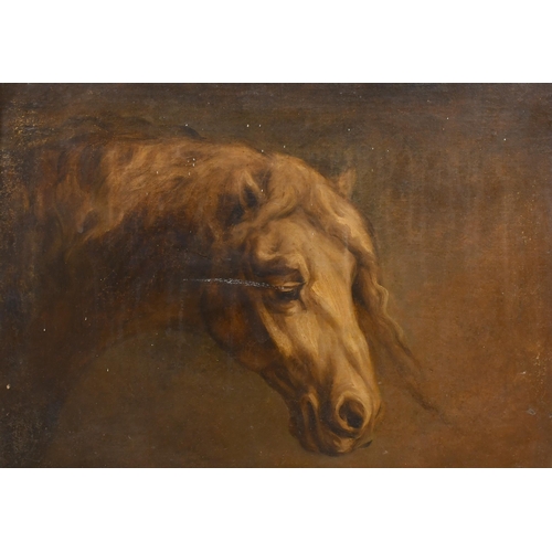 52 - Early 19th Century French School. Study of a Horse's Head, Oil on canvas, 15